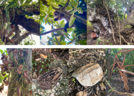 recolectivodeirrealidad.mx