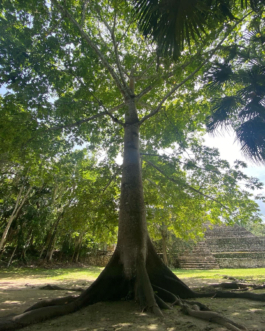 recolectivodeirrealidad.mx