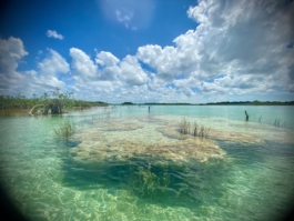 recolectivodeirrealidad.mx