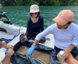 recolectivodeirrealidad.mx