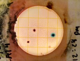 recolectivodeirrealidad.mx