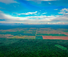 recolectivodeirrealidad.mx