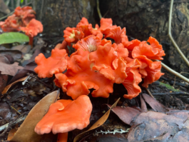 recolectivodeirrealidad.mx