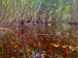 recolectivodeirrealidad.mx