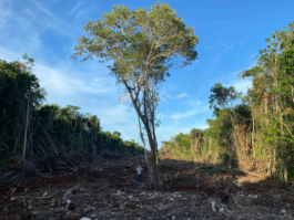 recolectivodeirrealidad.mx