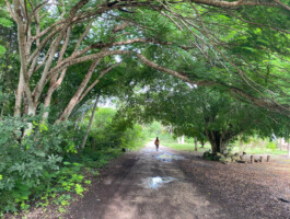 recolectivodeirrealidad.mx