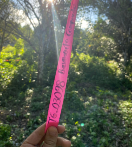 recolectivodeirrealidad.mx