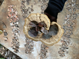 recolectivodeirrealidad.mx