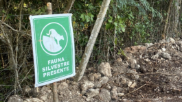 recolectivodeirrealidad.mx