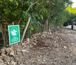 recolectivodeirrealidad.mx