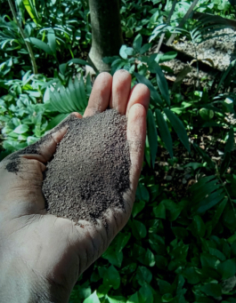 recolectivodeirrealidad.mx