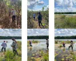 recolectivodeirrealidad.mx