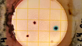 recolectivodeirrealidad.mx