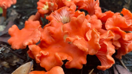 recolectivodeirrealidad.mx