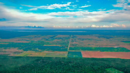 recolectivodeirrealidad.mx