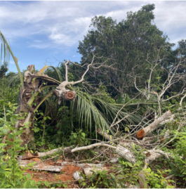 recolectivodeirrealidad.mx