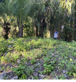 recolectivodeirrealidad.mx