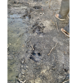 recolectivodeirrealidad.mx