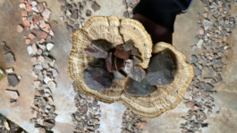 recolectivodeirrealidad.mx