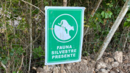 recolectivodeirrealidad.mx